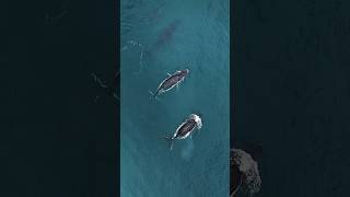 THE GREAT WHALE MIGRATION NORTH, AUSTRALIA. #ocean #whale #dronevideo  #australia #nature #whales