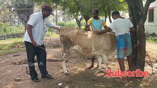 தரமான பால் வேண்டும் # COW Artificial Insemination