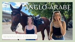 Semana del CABALLO ANGLO-ÁRABE. ASÍ es la RAZA DE CABALLOS anglo-árabe. VLOG 👩🏼‍💻🐴🌿 Laura Raya