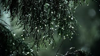 Relax and Sleep Deeply with 2 Hours of Soothing Rain Sounds