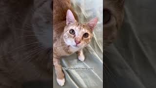 Hey I Just Met You Cat Parody | @cashmere.mittens.cat