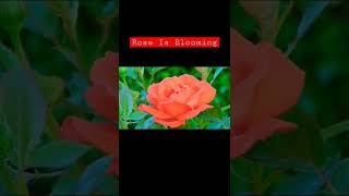 Flowers Blooming । Rose #shorts #shortvideo #short #shortsvideo #trending #viral #rose #flowers