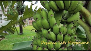 Organic Life Movement, Newaz Simple Living.