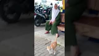 Kucing Moli Ikutan Sahur Masih Ngantuk Nemeni Kerja