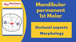 Mandibular First Molar - Occlusal aspect l Dental Anatomy l Mediklaas