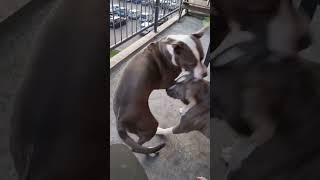 Funniest Pitbull Dog playing #dog #shorts #pitbull