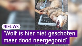 Grote twijfels over vindplaats doodgeschoten wolf in Stroe