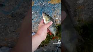 #FishinginIreland #shorts Fishing in Ireland lough Ennell