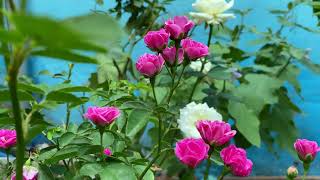 4K Flower Video: Beautiful Relaxing Tiny Pink Roses Blowing  - Free Stock Footage