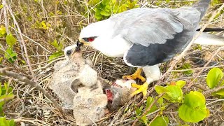 Bird Feeds Her Young On The Nest | Please Take Care And Preserve All Wild Birds