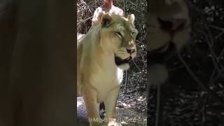 Ligers: The Largest Cats on Earth