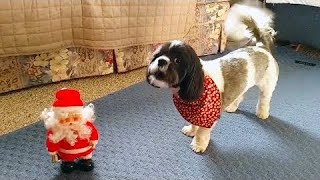 Perros adorables a los que no les gusta la Navidad