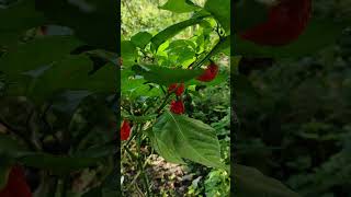 Carolina Reaper