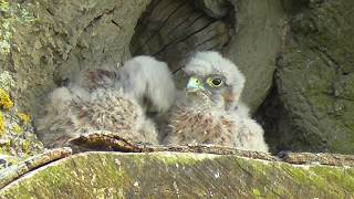 Kestrel Chicks.   4. ...    1.