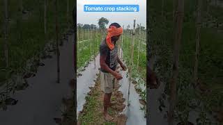 Tomato crop stacking