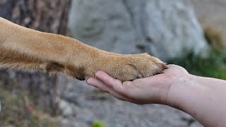 Купаю собаку, которая пришла к нам жить. Его зовут Барни.