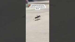 I found an ant roaming around on my bed. #cute (TikTok video link in description)