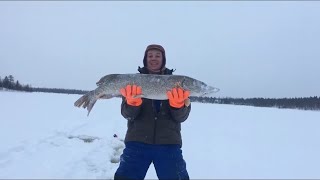 Огромная щука на жерлицы, неподдельные эмоции и конкретная удача, как это было!