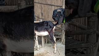 Lots of two goats they do very beautiful surprising shoots we enjoy 2024|Episode/22