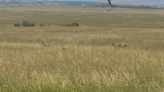 Mother lion 🦁 hunts warthog | Animals life Masaai Mara | Wild life Africa