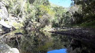 Bird song and relaxing river sounds