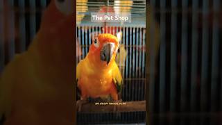 The Pet Shop Parrot 🦜 #udupi #shorts #youtube #petshop #youtubeshorts