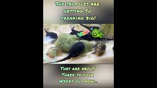 The Tadpoles are Getting Big! #frogs #toads #tadpoles #animals #pets #wildlife #davidbowie #changes