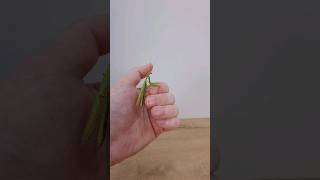 Praying mantis Robert is learning to fly😊