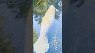 Manatee Love Crystal River Florida #shorts