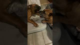 2 Boerboels playing #shorts