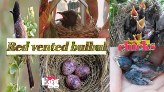 A documentary on red vented bulbul/nest/incubation/ hatching/chicks feeding video