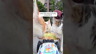 Feeding Stray Cats with a Hidden Camera #cats #cuteanimals #straycats #feeding #hiddencamera #funny