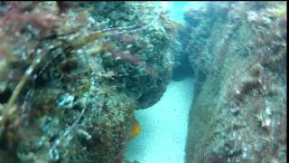 Clint Walker La Jolla Cove Dive 7 28  2012