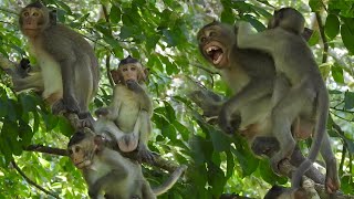 Do not cling me be careful falling | Monkey play | Cute baby monkey