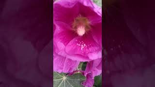 Purple Hollyhocks. Perfect garden flowers.