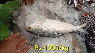 Hilsa ilish latest price, hilsa fish market