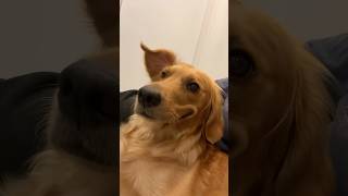 This Golden Retriever Smiles When Owner Laughs