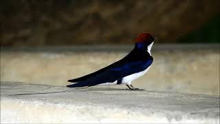 wire tailed swallow