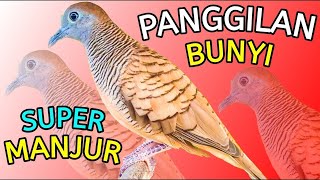 PERKUTUT LOKAL GACOR suara kecil - AMPUH CEPAT NYAUT (PEMBOBOL BIRAHI)100%EFEKTIF LANGSUNG BUNYI