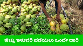 Coconut Tree Result in 4 months first earth organic farming