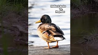 Looks like a feast! Mallard Ducks snacking on Mayflies!