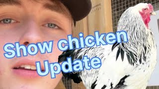 Show chicken update! (LF Light Brahma)