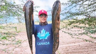 मरल के लिए orange colour का फ्रॉग अच्छा होता है || Amazing snakehead fishing || Best fishing video