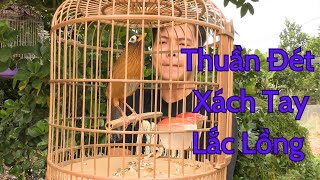 Mã số 272-Họa mi thuần đét xách tay lắc lồng hót | Khải Chim Tuyên Quang