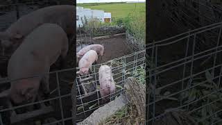 Hogs and sweet corn!