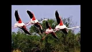 La camargue ,  un pays de tradition  , de couleurs,   et de musique.