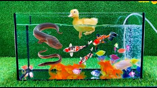 Colorful surprise eggs, crayfish, koi, angelfish, betta fish, goldfish, glofish tetra