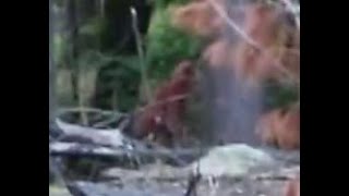 Bigfoot Encounter from Massachusetts COMPLETE VERSION Bigfoot, Sasquatch, Yeti