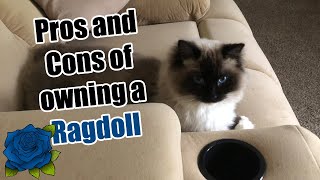 Pros and Cons of Owning a Ragdoll