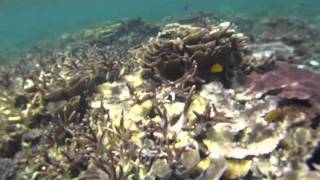 Beautiful Underwater of Belitung